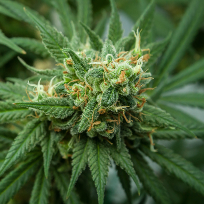 Medizinisches Cannabis